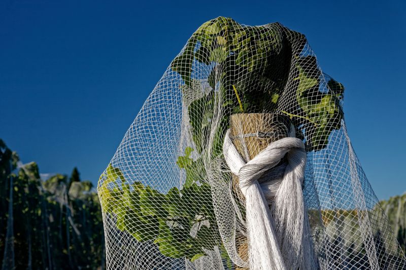 Bird Barrier Netting in Place
