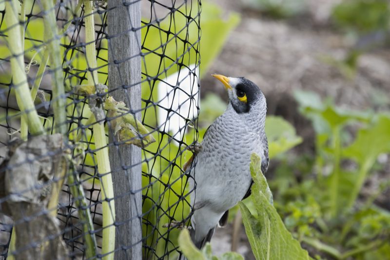 Year-Round Bird Barrier Solutions