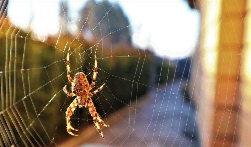 Common Spiders Extermination in Katy, TX