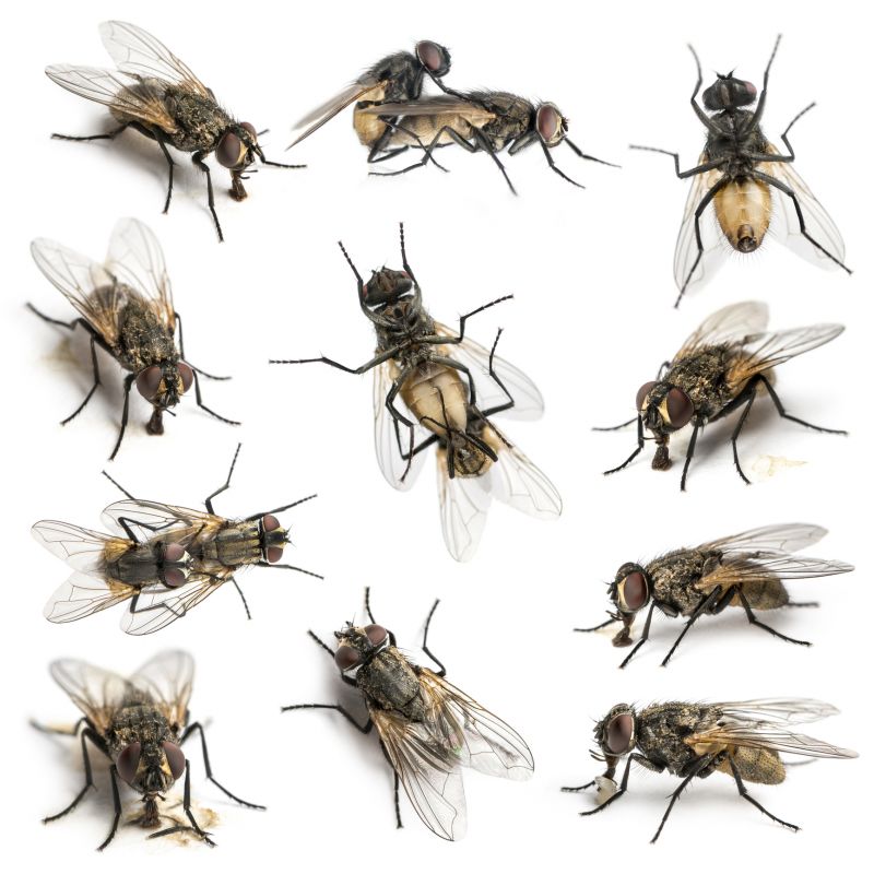 Fly Extermination in Mckinney, TX