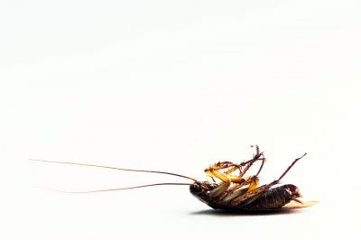 Moth Extermination in Katy, TX