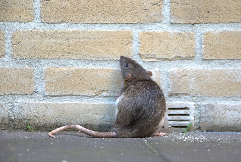 Rat Fumigation Service in Long Island, NY