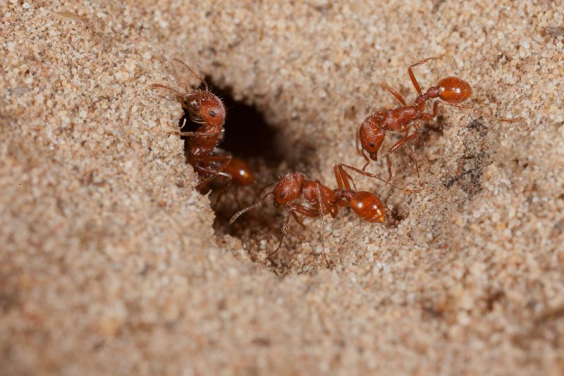 Red Ant Extermination in Arlington, TX
