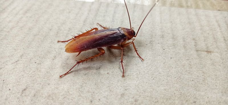 Roach Fumigation in Naperville, IL