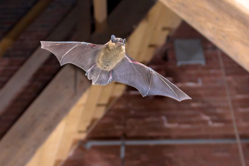 Signs Your Property Needs Bird Or Bat Pest Control Services