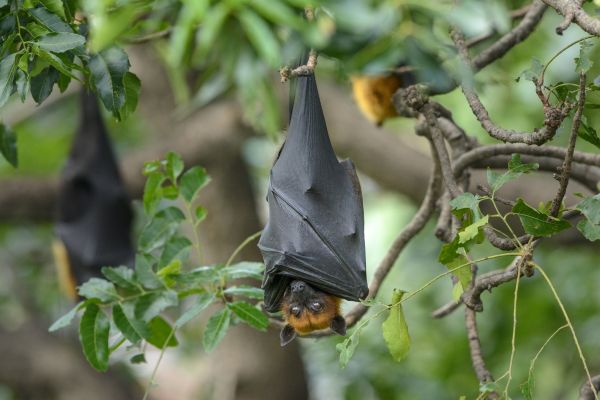Bat Elimination