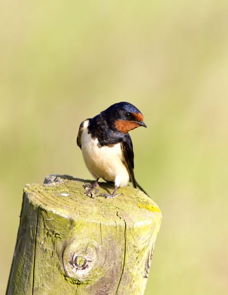 Swallow Control