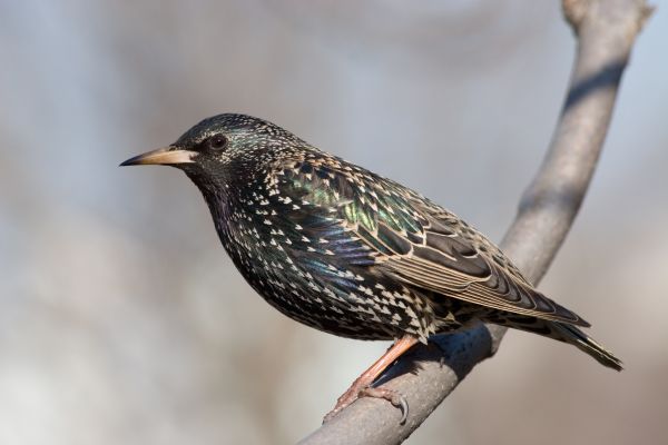 Starling Prevention